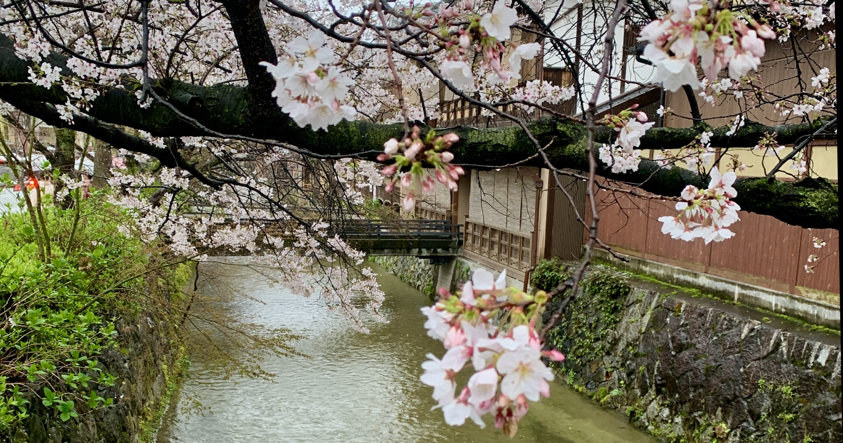 Sakura trees in the rain.