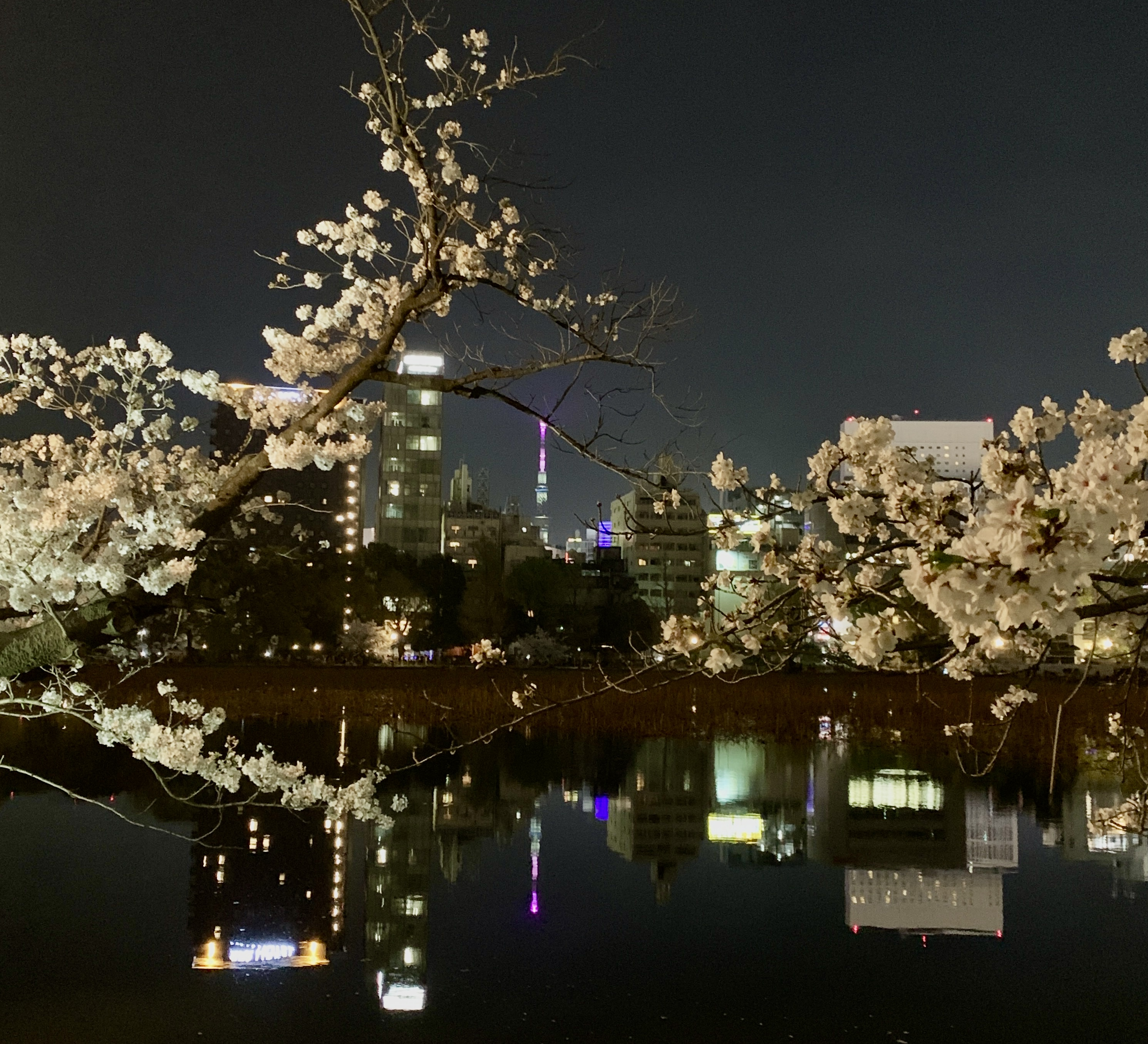 Sakura trees at night in the rain.